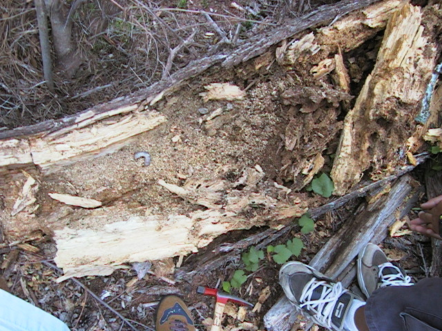 A rhino beetle grub in a log