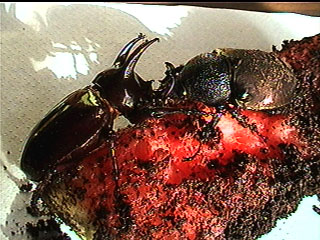 Captive-reared Atlas beetles eating watermelon