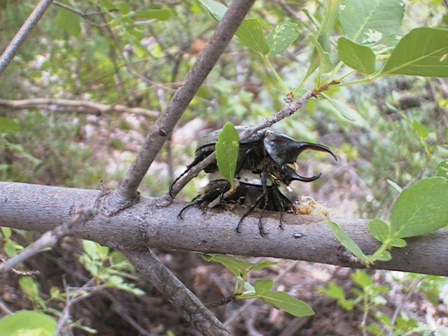 A pair of Grant's Rhinoceros beetles