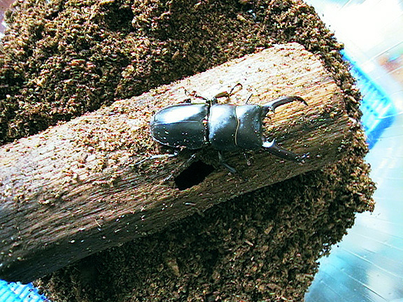 Dorcus titanus, an Asian stag beetle