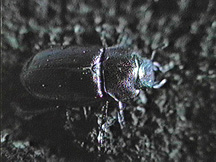 The female stag beetle has small mandibles
